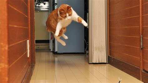 How Long Does It Take to Become a Medical Director, and Why Do Cats Always Land on Their Feet?