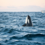 An orca, or "killer whale", spy-hopping in the arctic near ship. By Petr/stock.adobe.com.