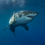 Great white shark in ocean. By willyam/stock.adobe.com. Shark attack.