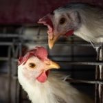 World Health Organization confirms Australia’s first human case of H5N1 bird flu likely came from India – ABC News